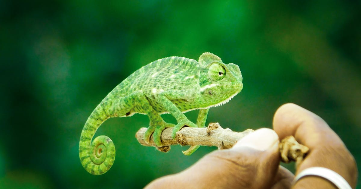 Close-up of a green chameleon perched on a hand, showcasing its vivid color and texture.